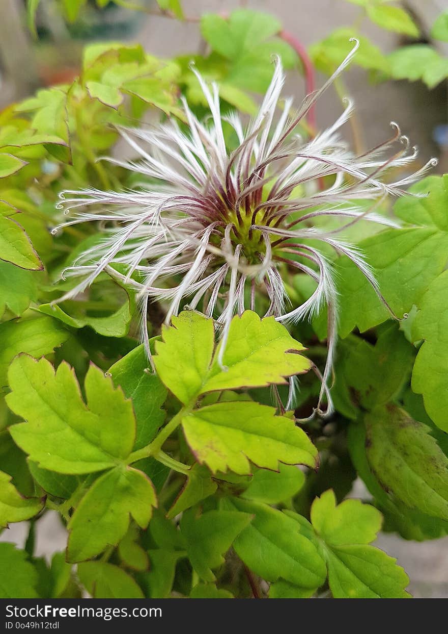 Plant, Flower, Flora, Groundcover