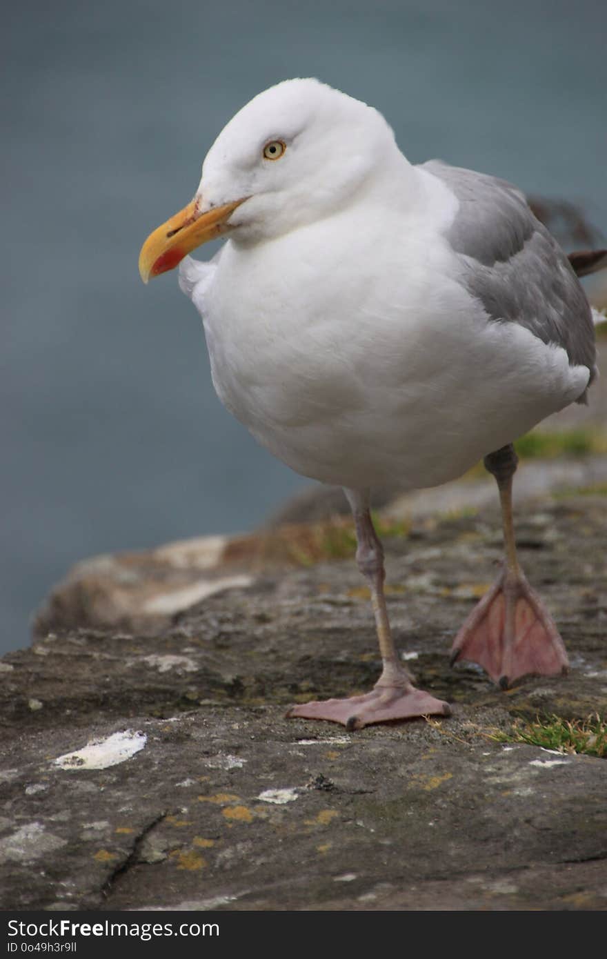 Bird, Gull, Beak, Seabird