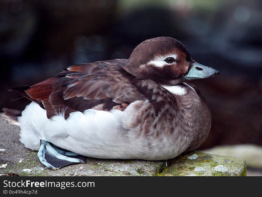 Duck, Bird, Fauna, Water Bird