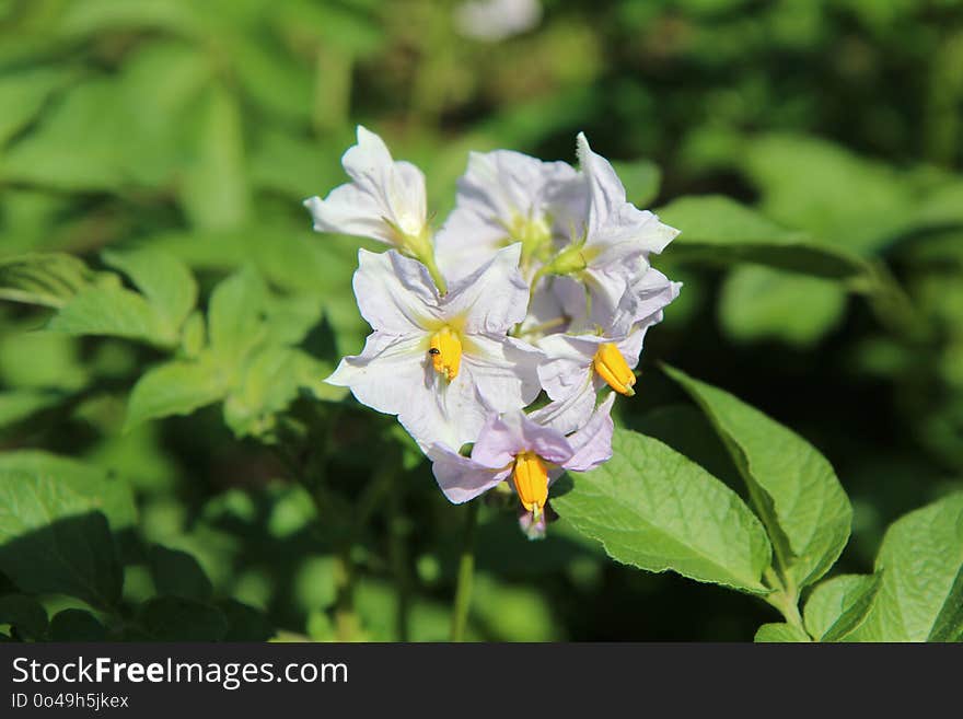 Flower, Plant, Flora, Flowering Plant