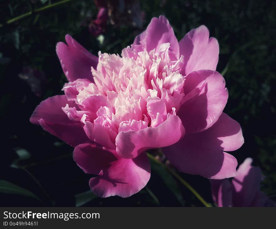 Flower, Plant, Pink, Peony