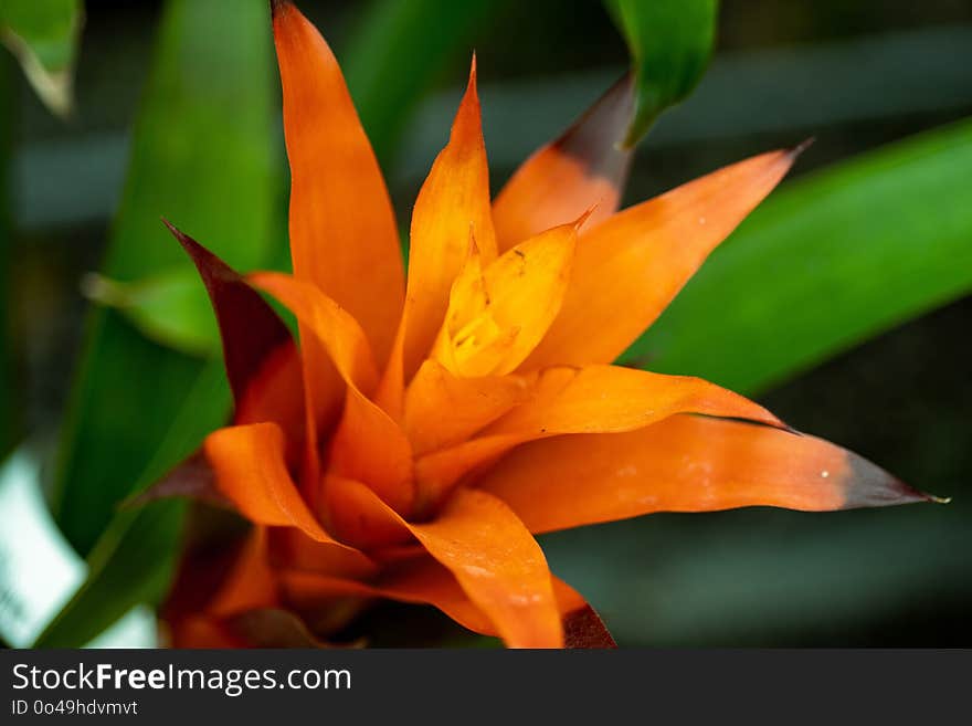 Flower, Flora, Plant, Close Up