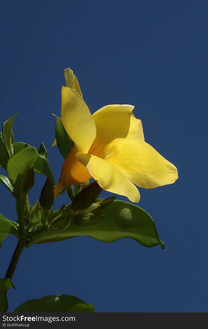 Flower, Flora, Yellow, Plant