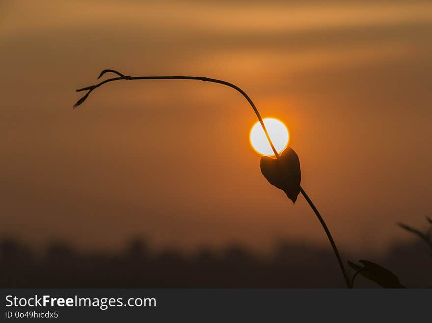 Sky, Sunrise, Morning, Branch