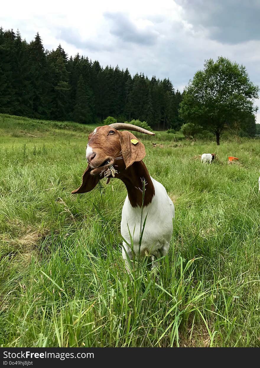 Goats, Goat, Pasture, Grass