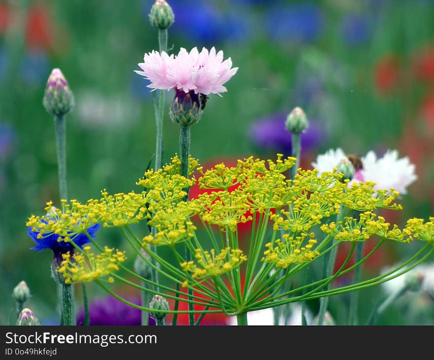 Flower, Plant, Flora, Wildflower