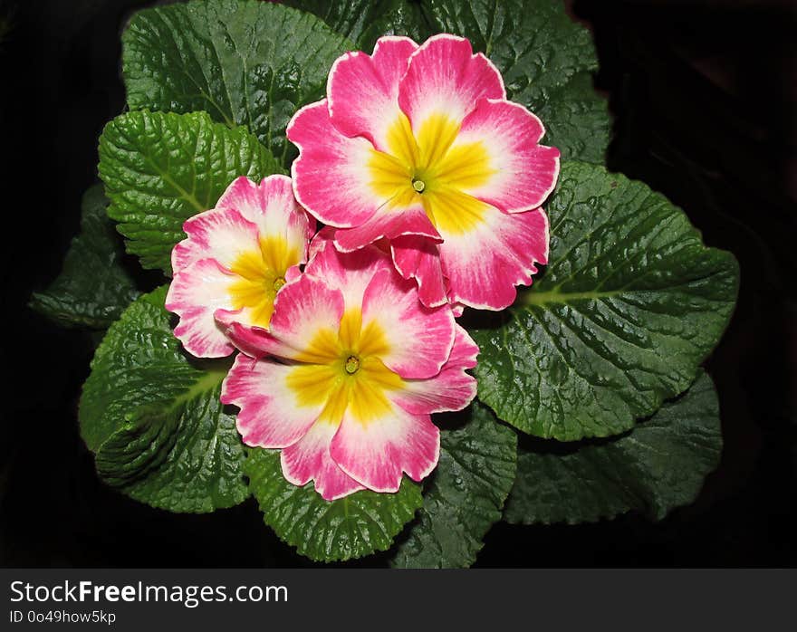 Flower, Primula, Flowering Plant, Plant