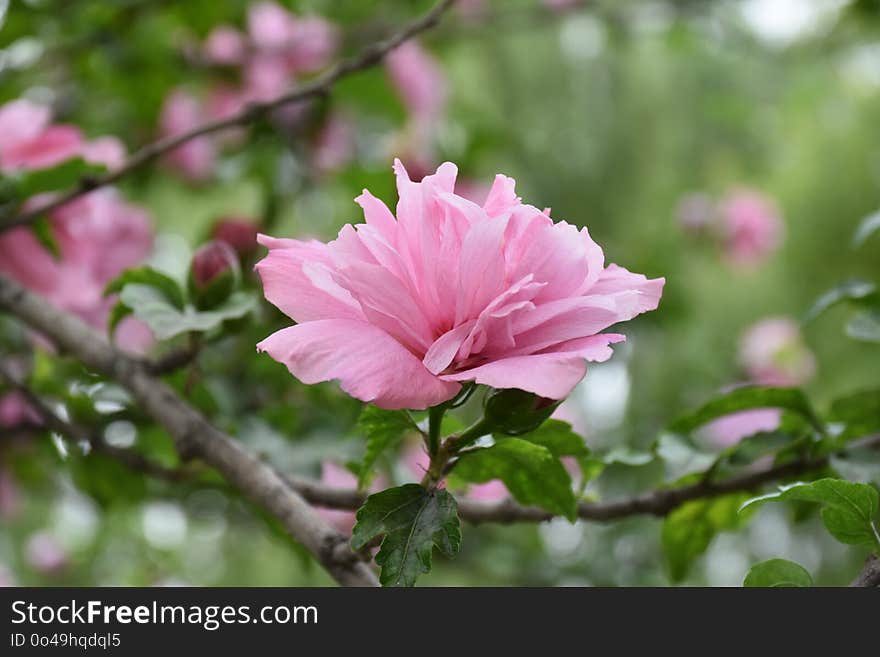 Flower, Plant, Pink, Flowering Plant