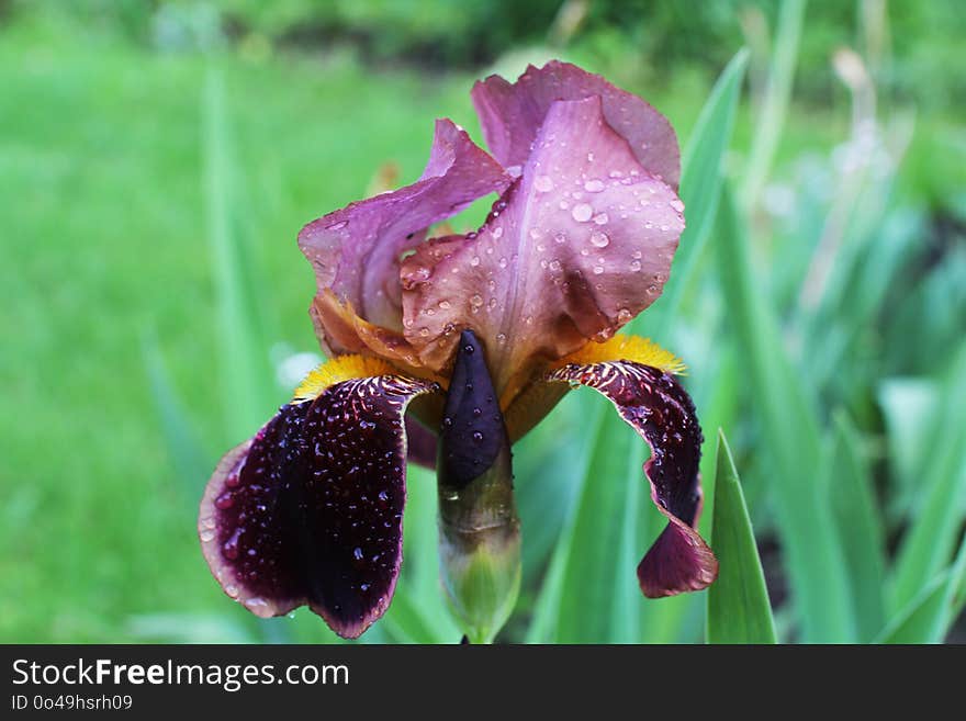 Flower, Plant, Flora, Flowering Plant