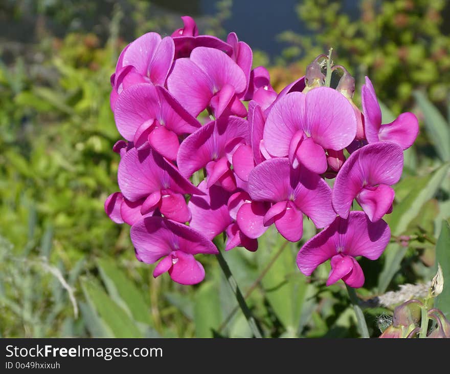 Flower, Plant, Everlasting Sweet Pea, Flora