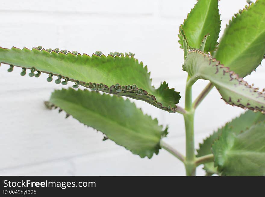 Leaf, Plant, Plant Stem, Herb