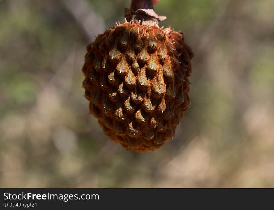 Conifer Cone