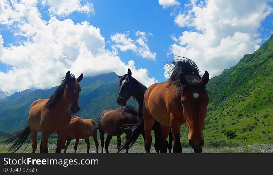 Horse, Ecosystem, Grassland, Horse Like Mammal