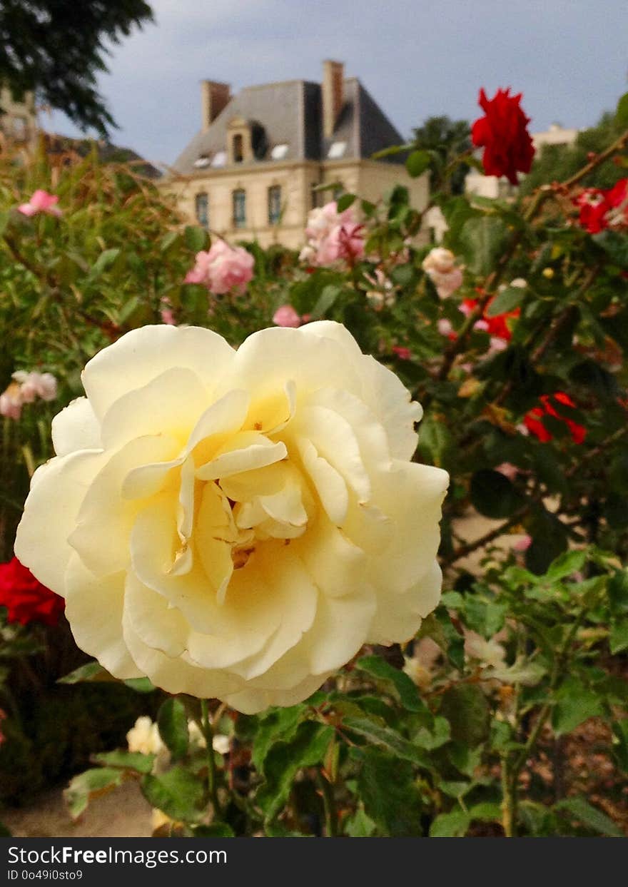 Flower, Rose, Rose Family, Flowering Plant