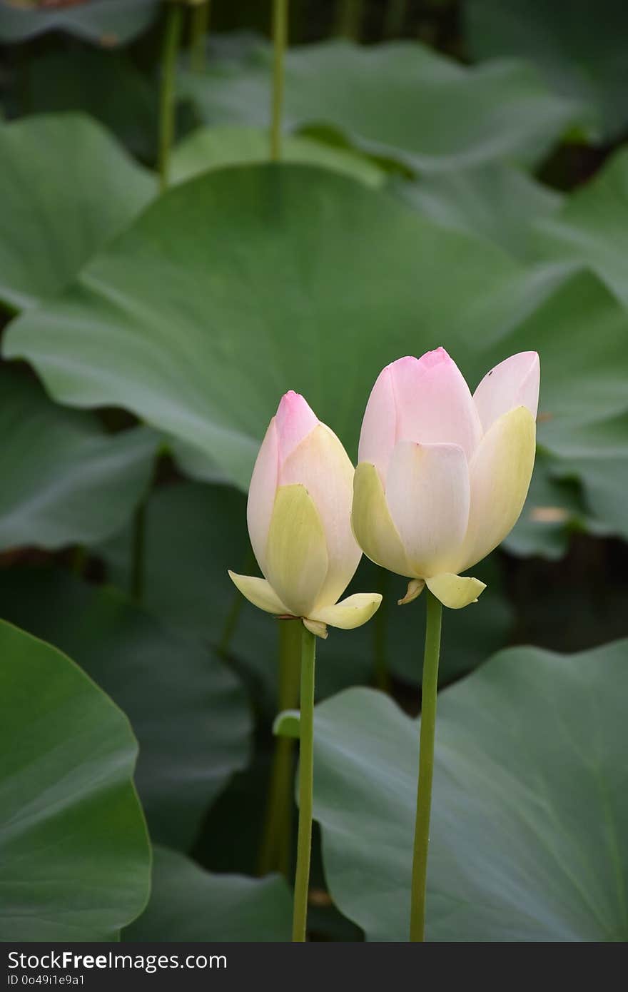 Flower, Lotus, Sacred Lotus, Plant