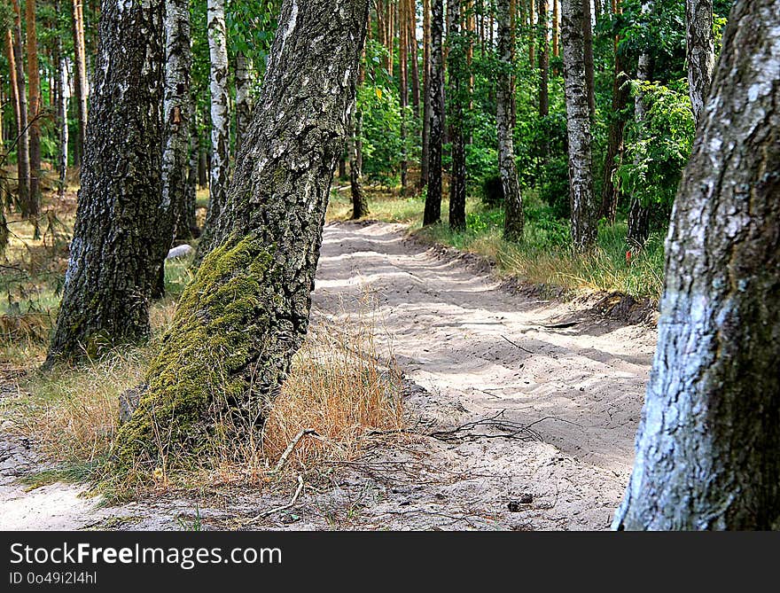 Path, Woodland, Tree, Nature Reserve