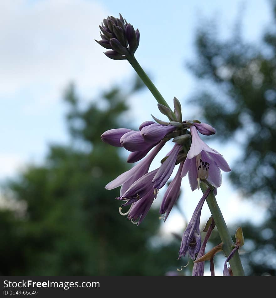 Flower, Plant, Flora, Purple