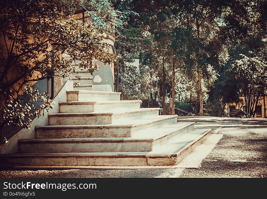 Tree, Leaf, Woody Plant, Path