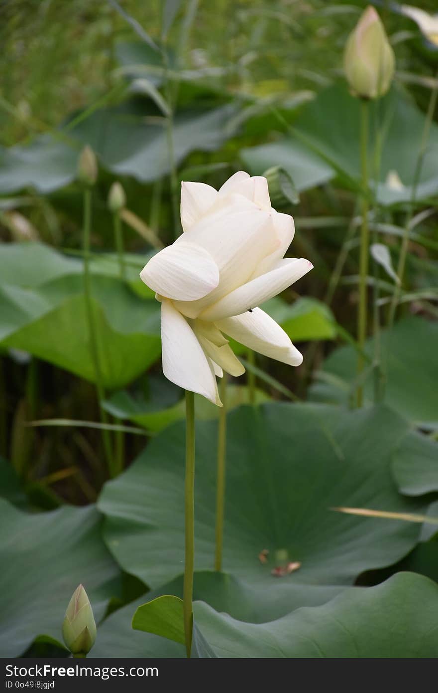 Flower, Plant, Sacred Lotus, Lotus