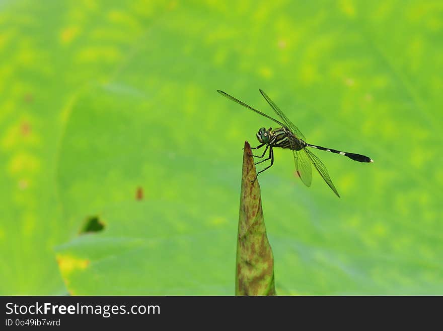 Insect, Dragonfly, Dragonflies And Damseflies, Damselfly