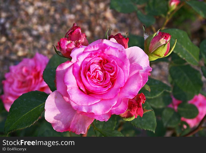 Flower, Rose, Rose Family, Plant