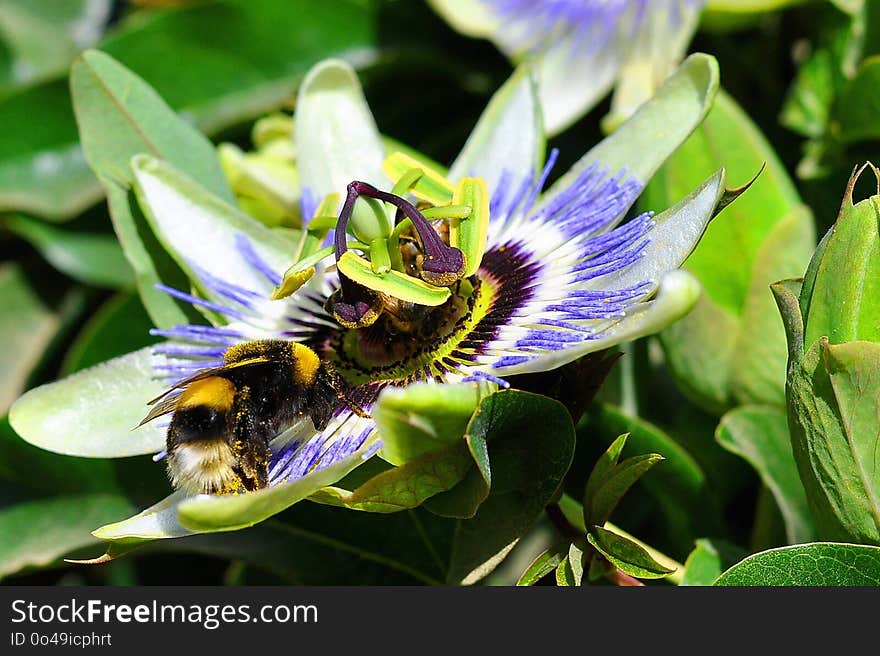 Bee, Flower, Honey Bee, Flora