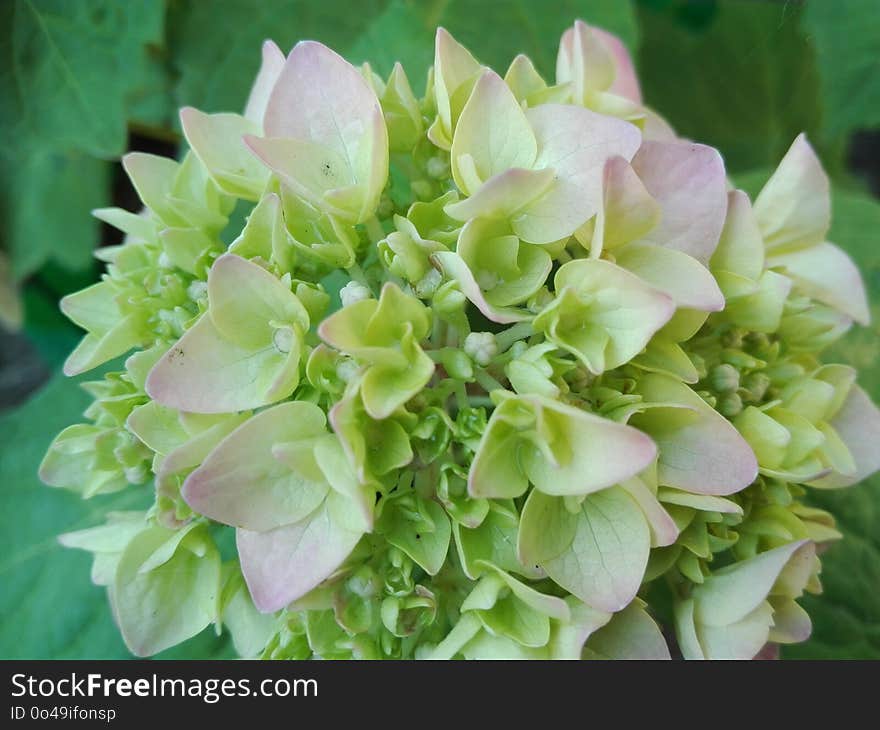 Flower, Plant, Green, Hydrangea