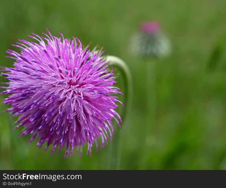 Silybum, Thistle, Purple, Close Up