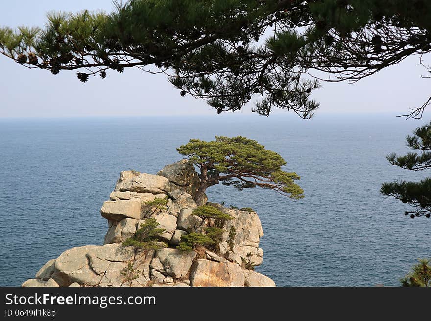 Tree, Coast, Woody Plant, Vegetation