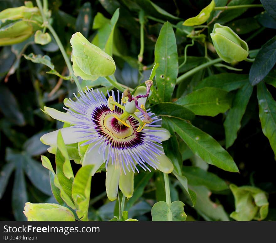 Flower, Plant, Passion Flower, Passion Flower Family