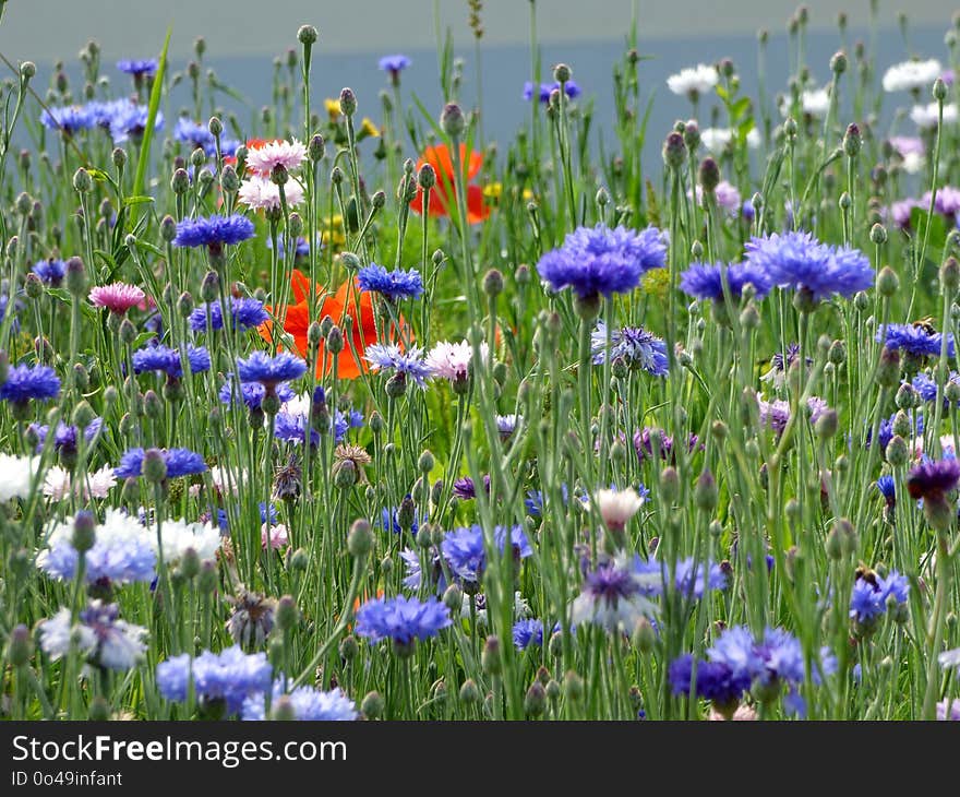 Flower, Wildflower, Meadow, Plant