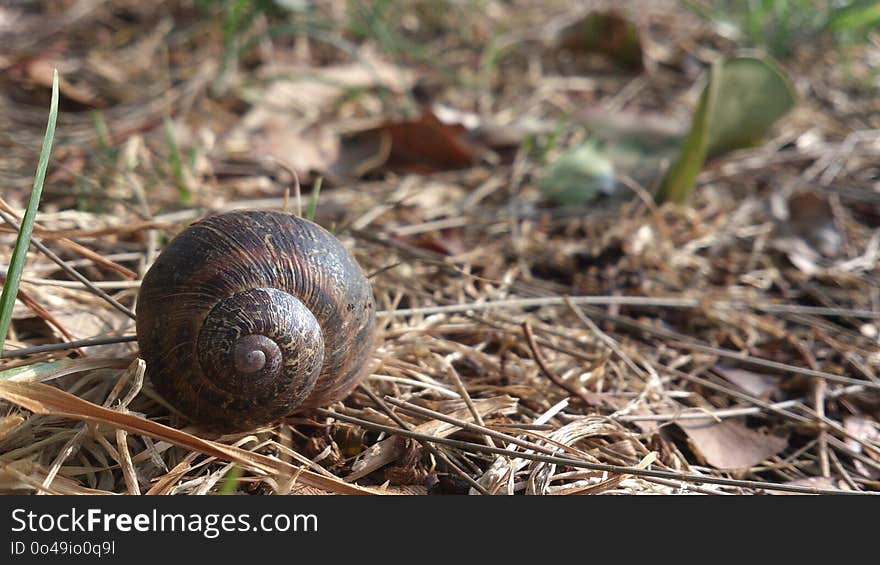 Snails And Slugs, Snail, Terrestrial Animal, Fauna