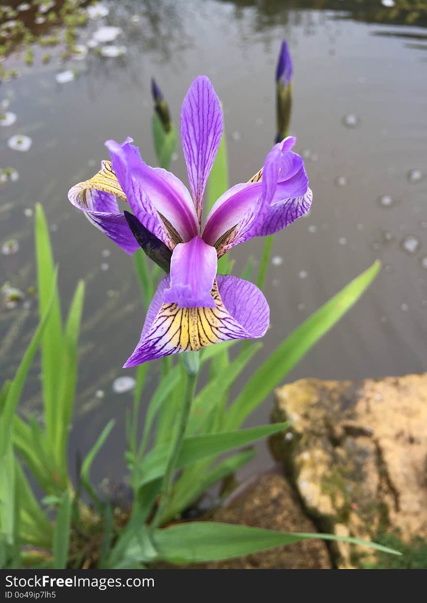 Flower, Plant, Flora, Flowering Plant