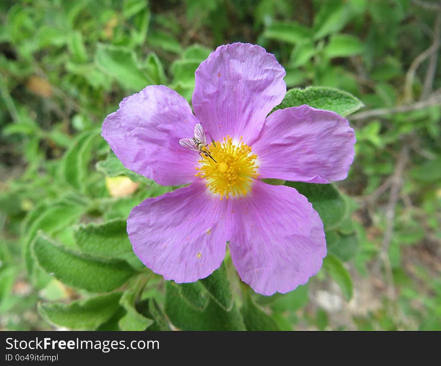 Flower, Flora, Plant, Rosa Arkansana