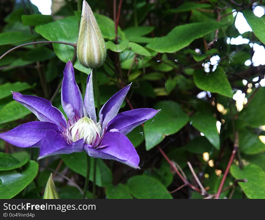 Flower, Plant, Flora, Passion Flower