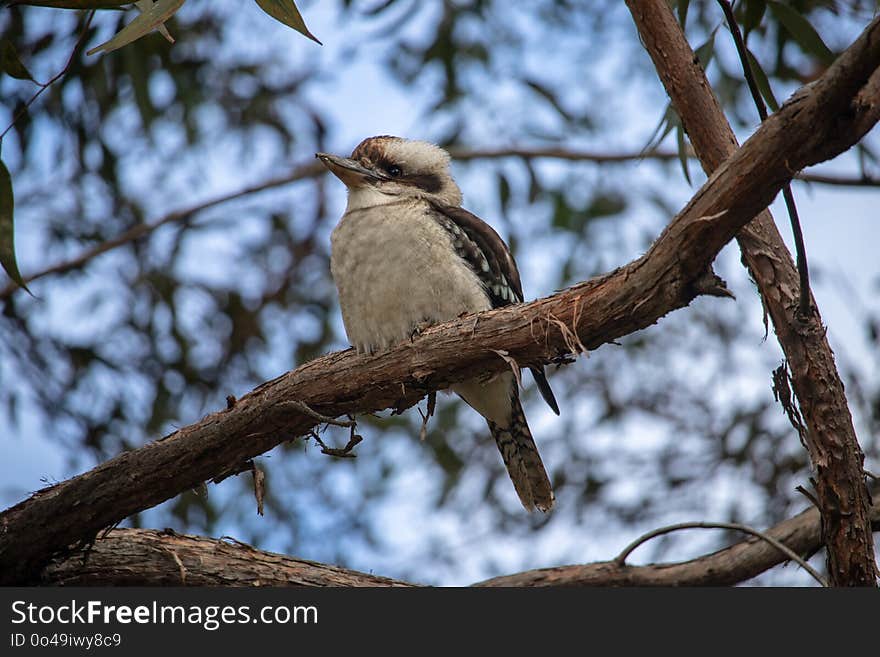 Bird, Fauna, Beak, Tree