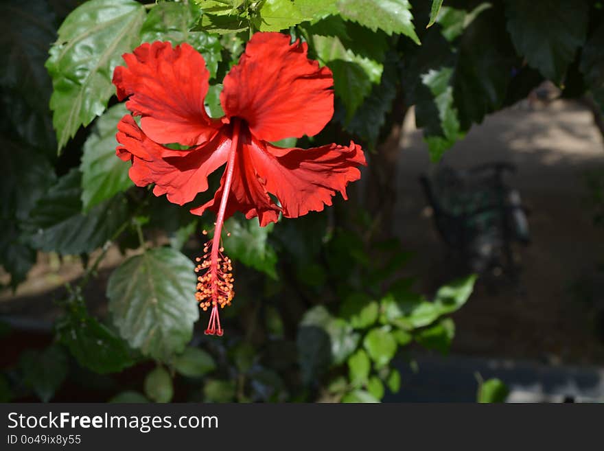 Flower, Plant, Flowering Plant, Hibiscus