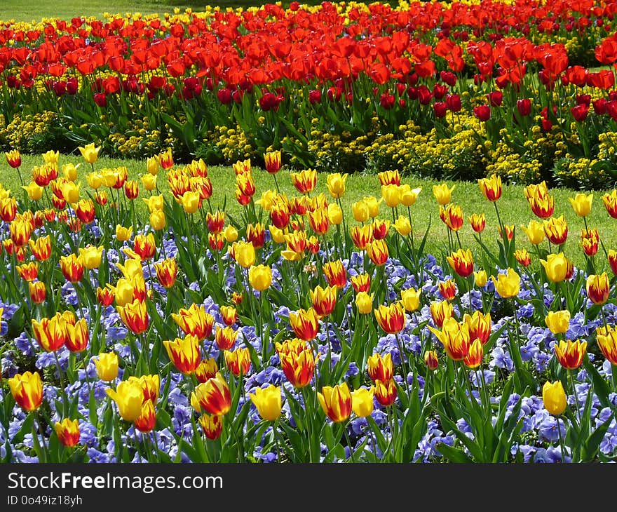 Flower, Plant, Flowering Plant, Botanical Garden