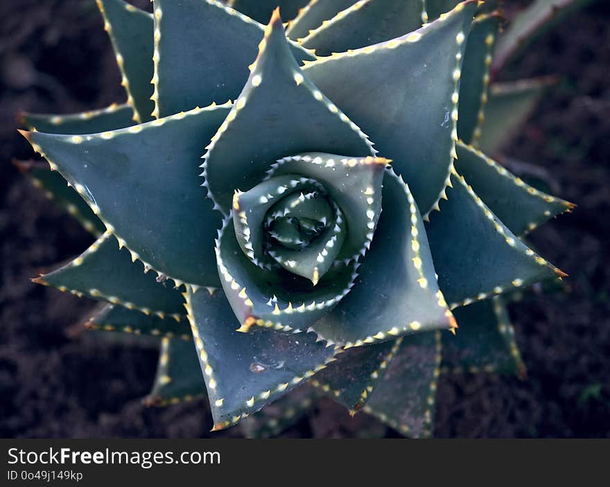 Flora, Plant, Close Up, Flowering Plant