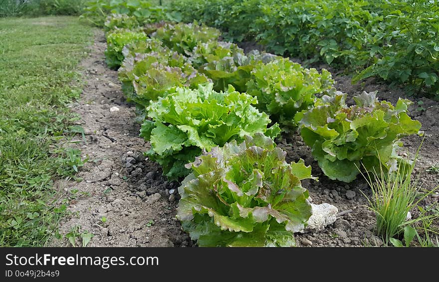 Plant, Leaf Vegetable, Lettuce, Herb