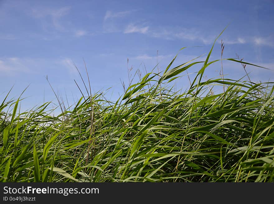 Sky, Grass, Ecosystem, Grassland