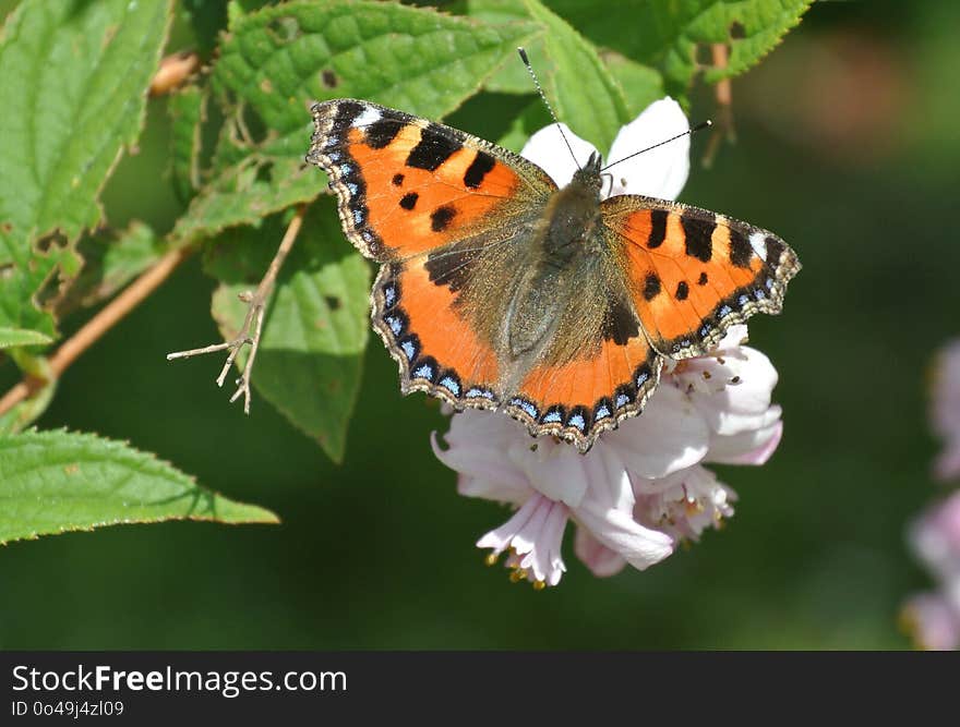 Butterfly, Insect, Lycaenid, Moths And Butterflies