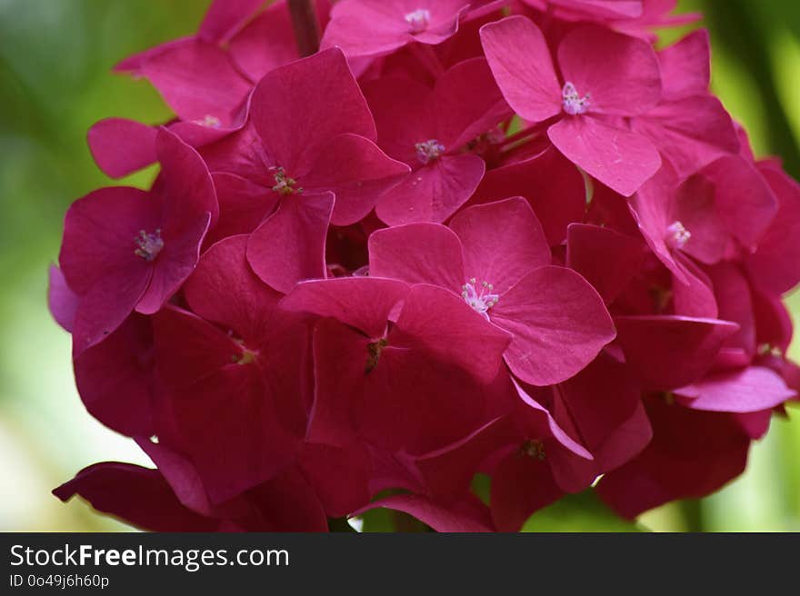 Flower, Pink, Plant, Hydrangea