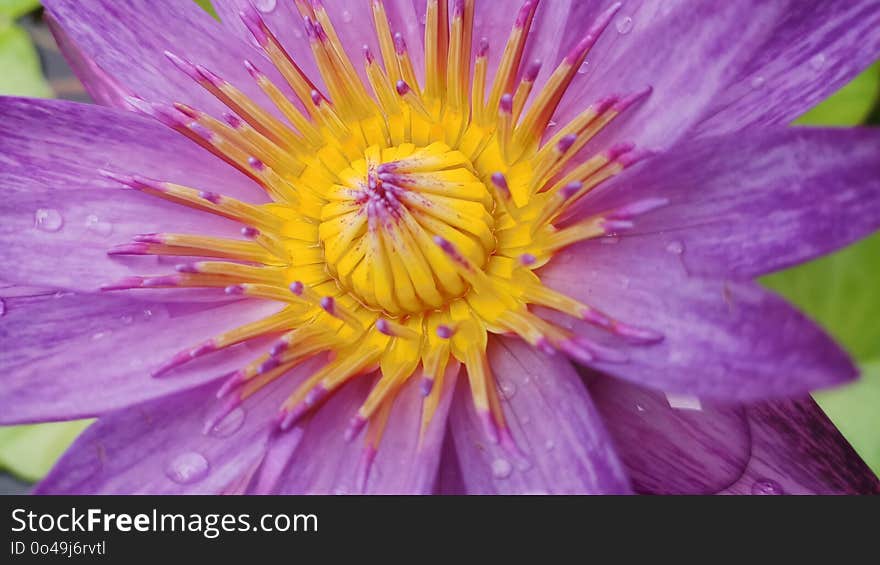 Flower, Purple, Flora, Aster