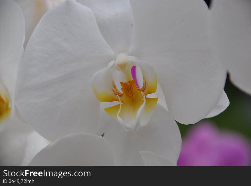 Flower, White, Flowering Plant, Yellow