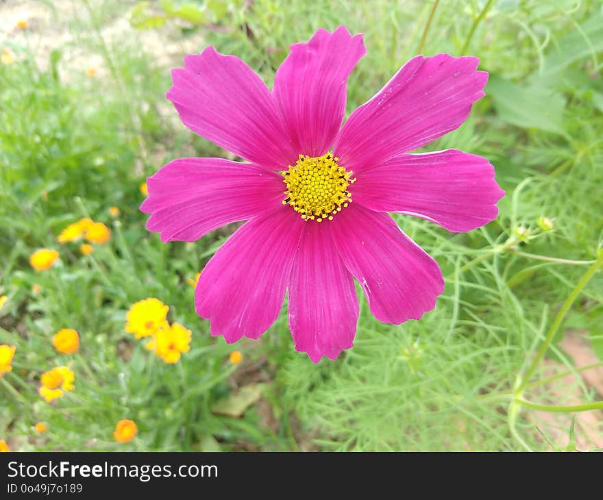 Flower, Garden Cosmos, Flora, Plant