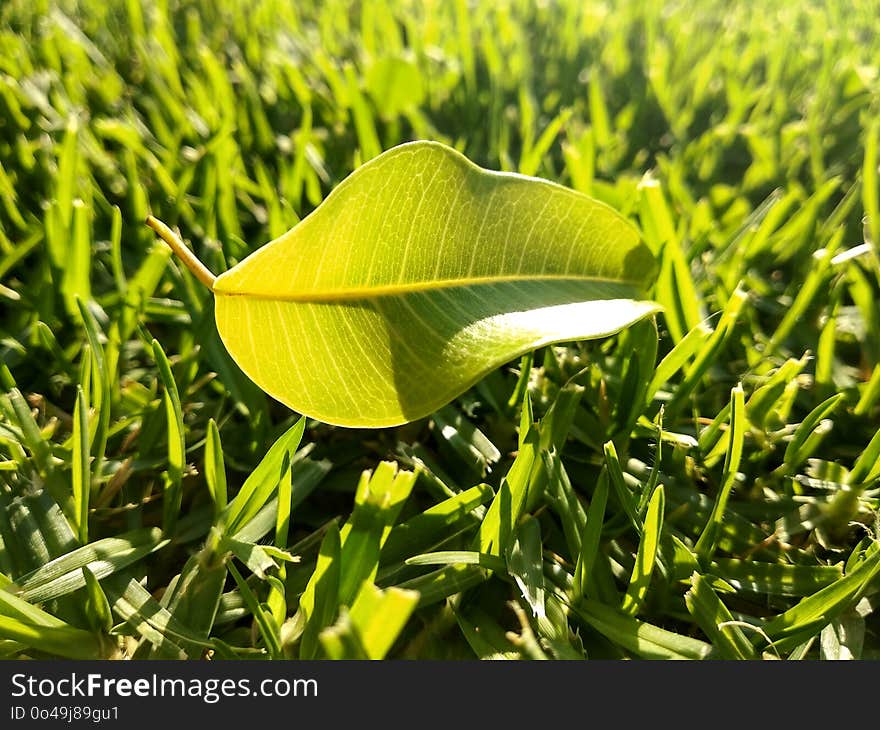 Leaf, Plant, Grass, Grass Family