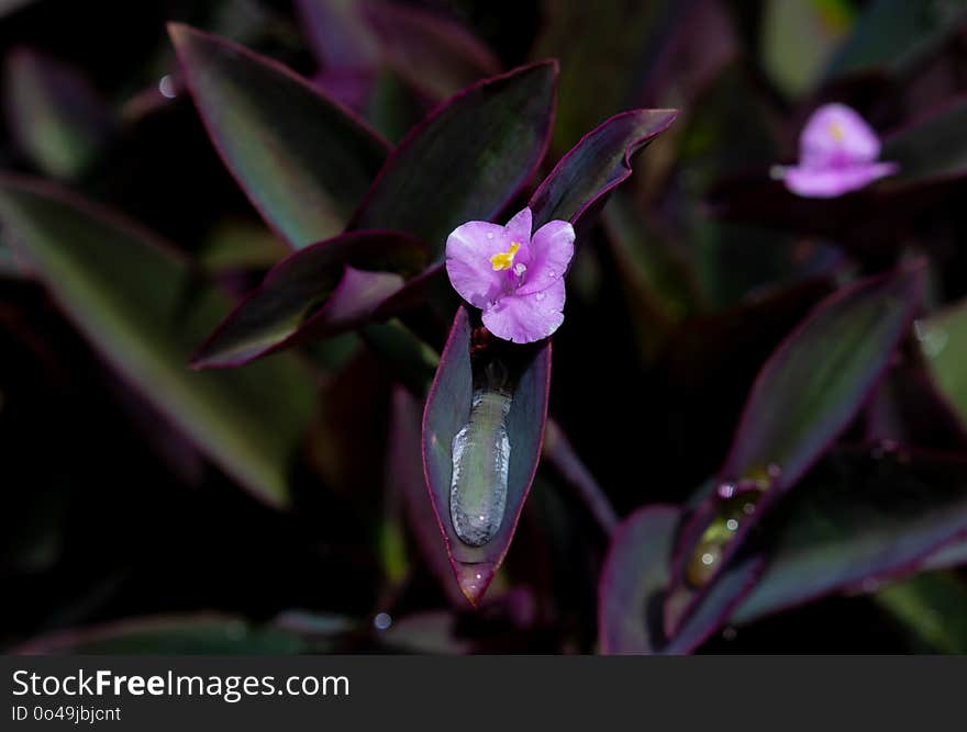 Plant, Flora, Flower, Purple