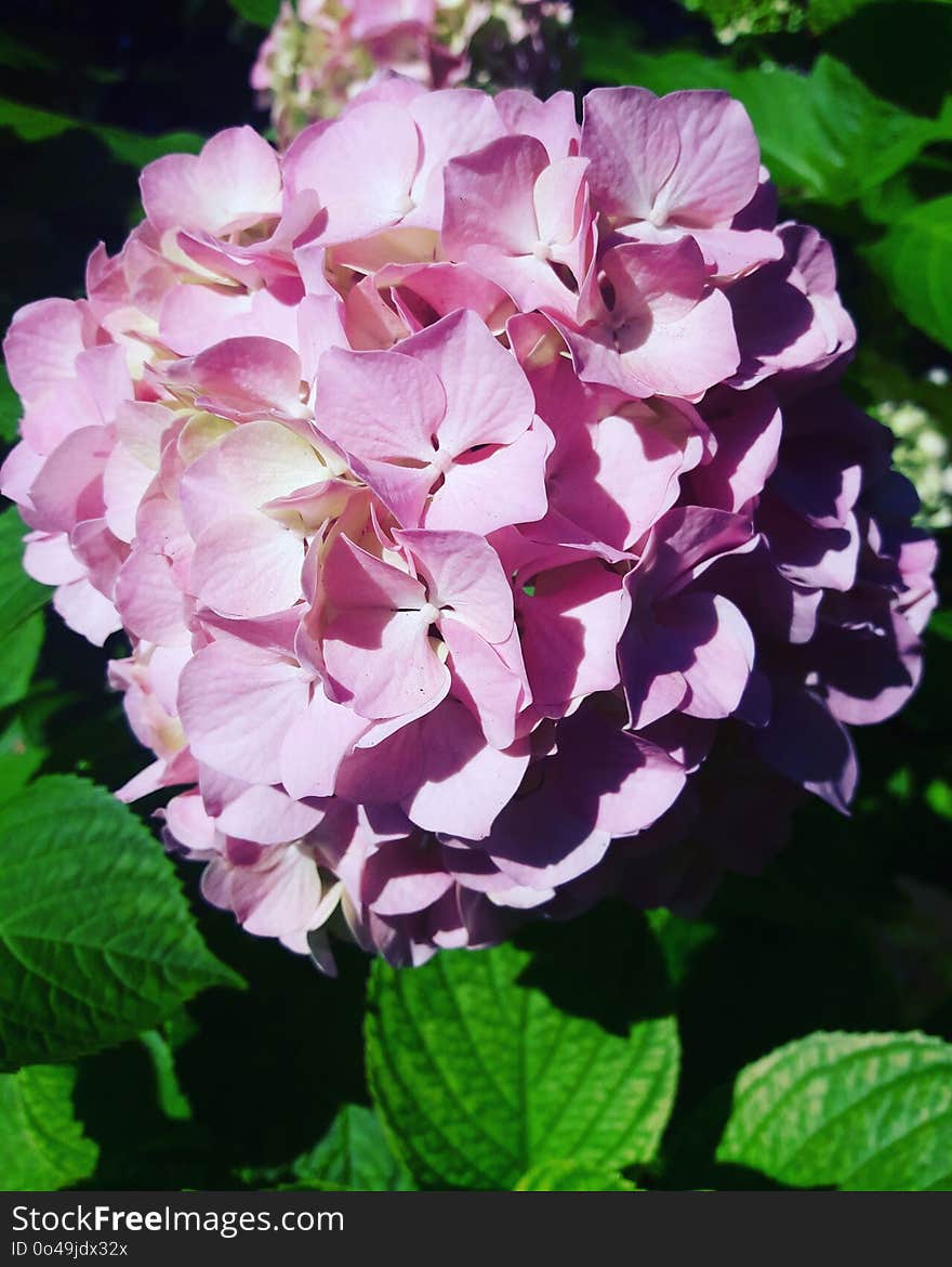 Flower, Plant, Flowering Plant, Hydrangea