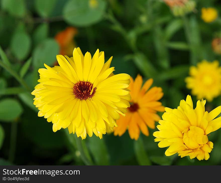 Flower, Yellow, Flora, Daisy Family